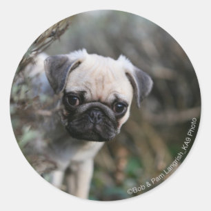 Sticker Rond Capture d'écran du chiot Carlin