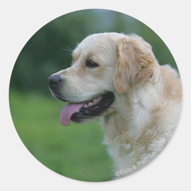 Sticker Rond Capture d'écran Golden Retriever 2 2 (Devant)