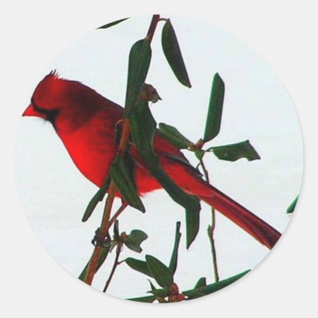 Sticker Rond cardinal (Devant)