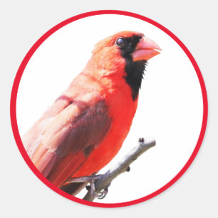 Sticker Rond Cardinal