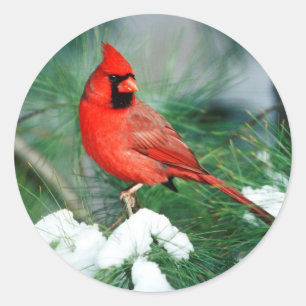 Sticker Rond Cardinal du Nord mâle sur un arbre, IL