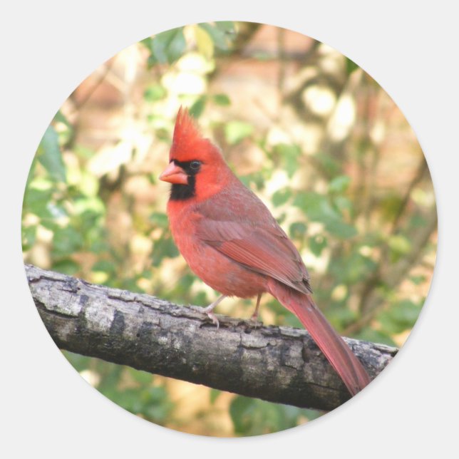 STICKER ROND CARDINAL HOMME (Devant)