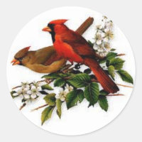 Cardinal masculin et féminin sur une branche en fl