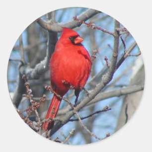 Sticker Rond Cardinal rouge