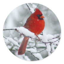 Cardinal rouge dans l'autocollant de neige