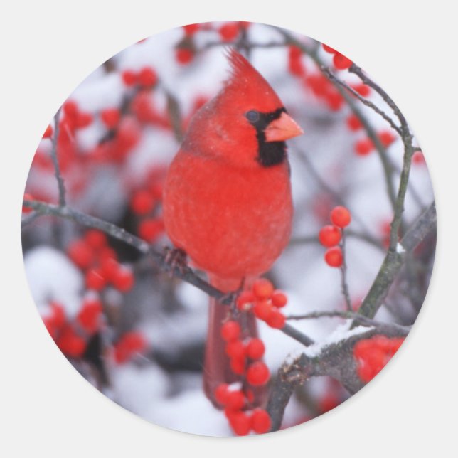 Sticker Rond Cardinal rouge mâle, Hiver, IL (Devant)