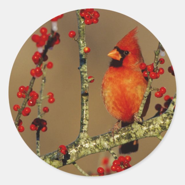 Sticker Rond Cardinal rouge mâle perché, IL (Devant)