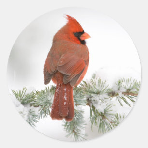 Sticker Rond Cardinal rouge mâle sur Cèdre de l'Atlas bleu