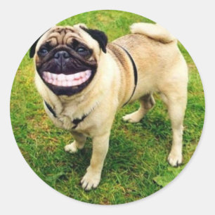 Sticker Rond carlin de sourire de chien