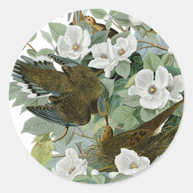 Sticker Rond Carolina Pigeon Audubon Morning Dove (Devant)