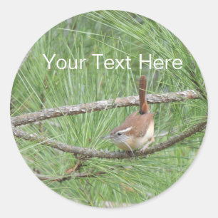Sticker Rond Carolina Wren in Pine Tree