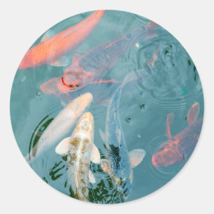 Sticker Rond Carpe Koï Nageant dans un Étang