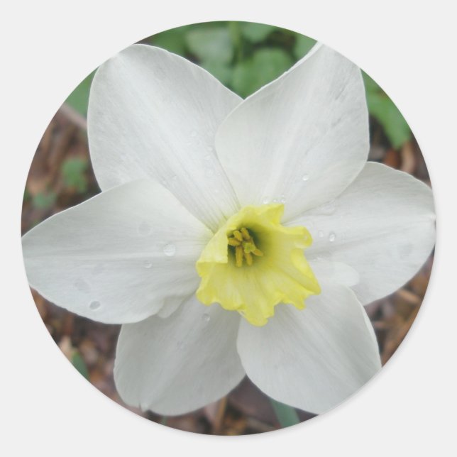 Sticker Rond Carte de note Narcisse blanche et jaune (Devant)