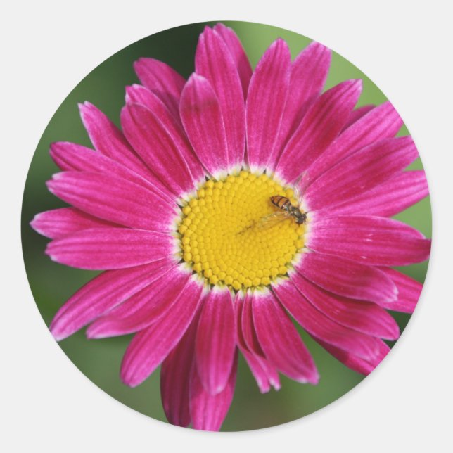 Sticker Rond Cartes de marguerite peintes et plus (Devant)