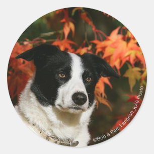Sticker Rond Casque Collie Automne Bordure