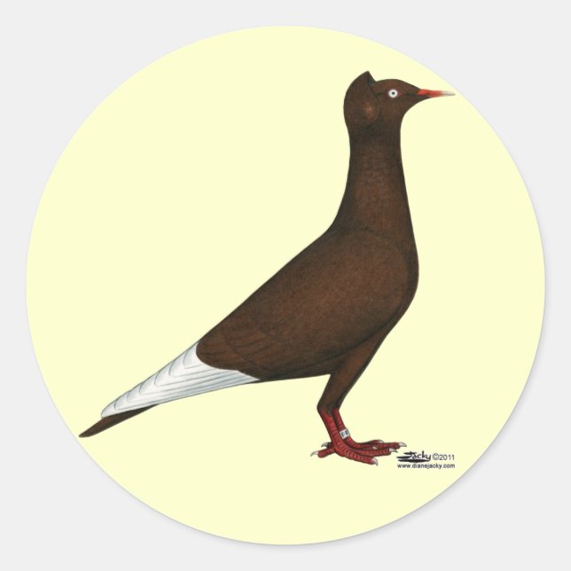 Sticker Rond Casquette de vol Pigeon (Devant)