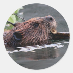 Sticker Rond castor