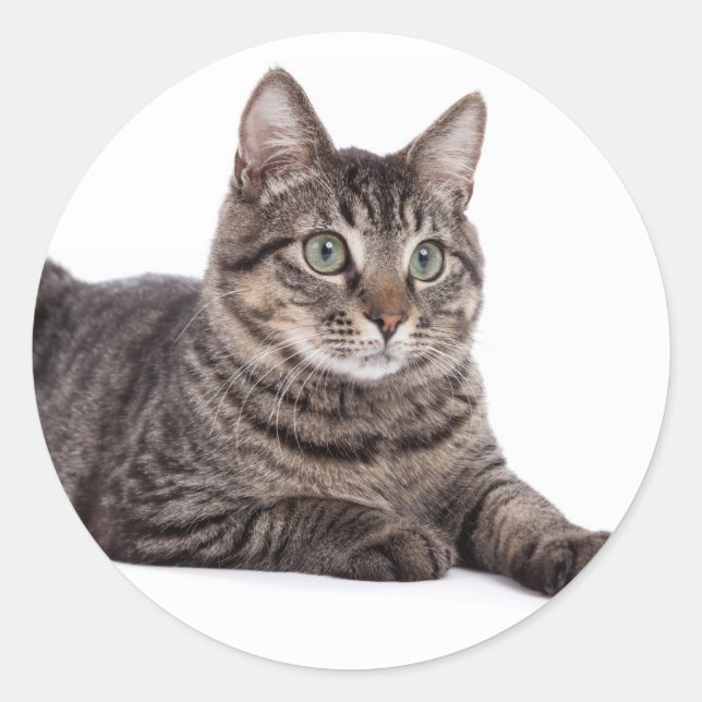 Sticker Rond Cat (Devant)