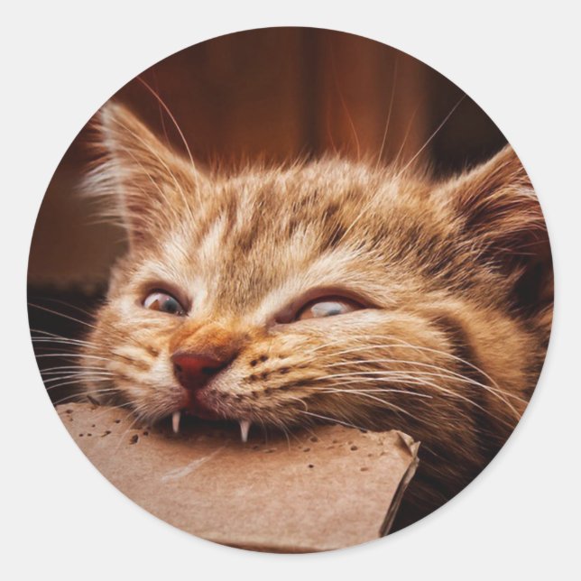 Sticker Rond Cat biting cardboard (Devant)