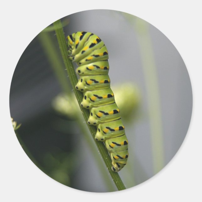 Sticker Rond Caterpillar (Devant)