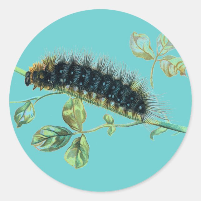Sticker Rond Caterpillar Arctia caja (Devant)