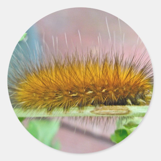 Sticker Rond Caterpillar de l'ours jaune Tiger Moth Articles (Devant)