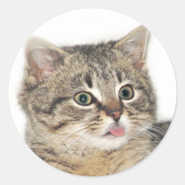 Sticker Rond Catitude (Devant)