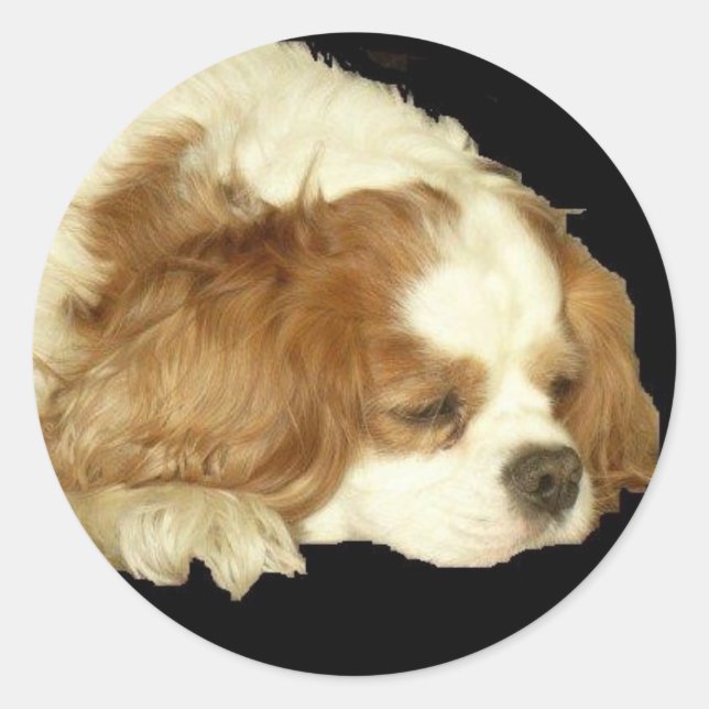 STICKER ROND CAVALIER KING CHARLES DORMIR (Devant)