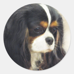 Sticker Rond Cavalier King Charles Spaniel