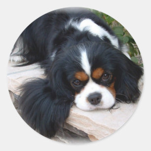 Sticker Rond Cavalier King Charles Spaniel