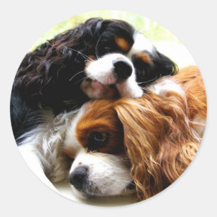 Sticker Rond Cavaliers Brothers