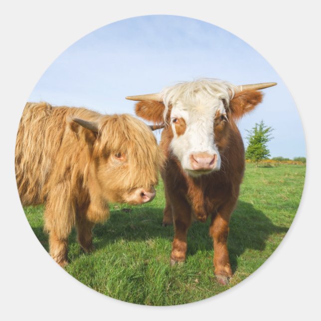Sticker Rond Ceinture polaire de la jeune vaches Highland (Devant)