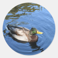 Central Park NYC Conservatoire Eau Mallard Canard