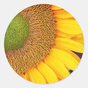 Sticker Rond Centre de tournesol et pétales Floral