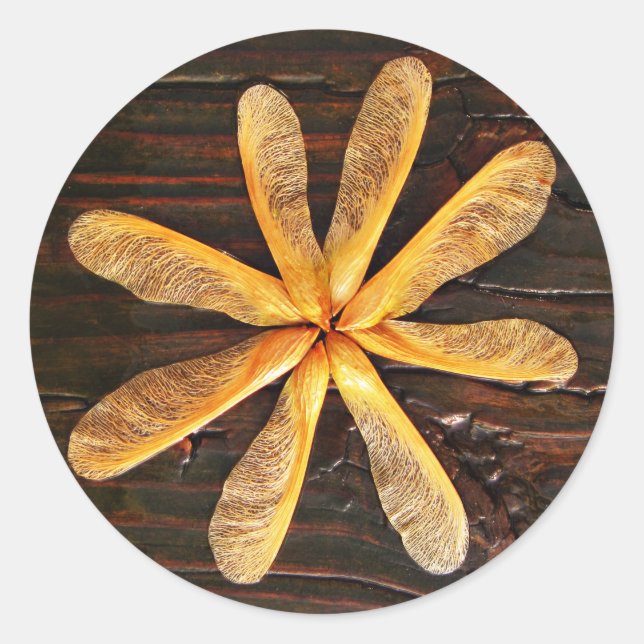 Sticker Rond Cercle de semis d'érable à hélicoptère (Devant)