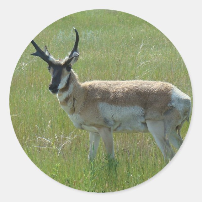 Sticker Rond Cerf antilope A36 (Devant)