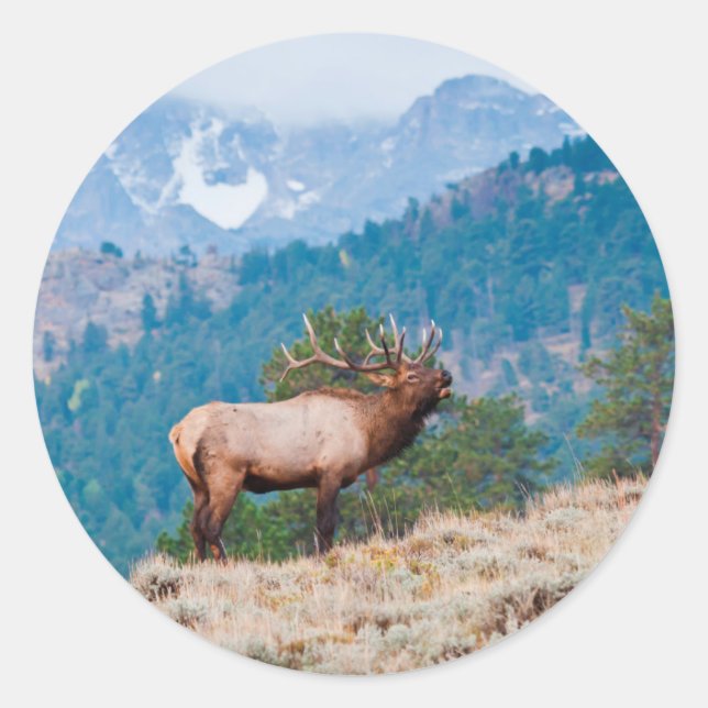 Sticker Rond Cerf (Cervus Elephus) mâle bramant (Devant)