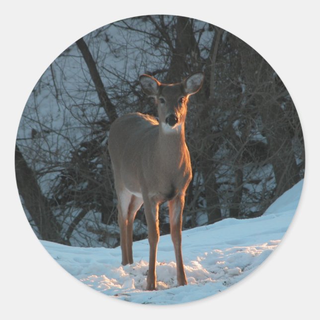 Sticker Rond Cerf dans la neige (Devant)