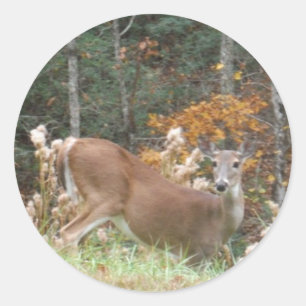 Sticker Rond Cerf d'automne dans le lac Arrowhead