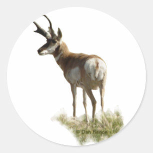 Sticker Rond Cerf pronghorn A43