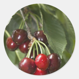 Sticker Rond Cerises de pays de porte