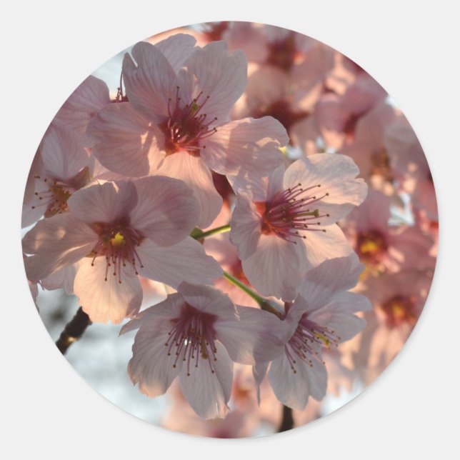 Sticker Rond Cerisiers en fleurs : Japon (Devant)