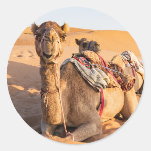 Sticker Rond Chameau dans le désert d'Oman