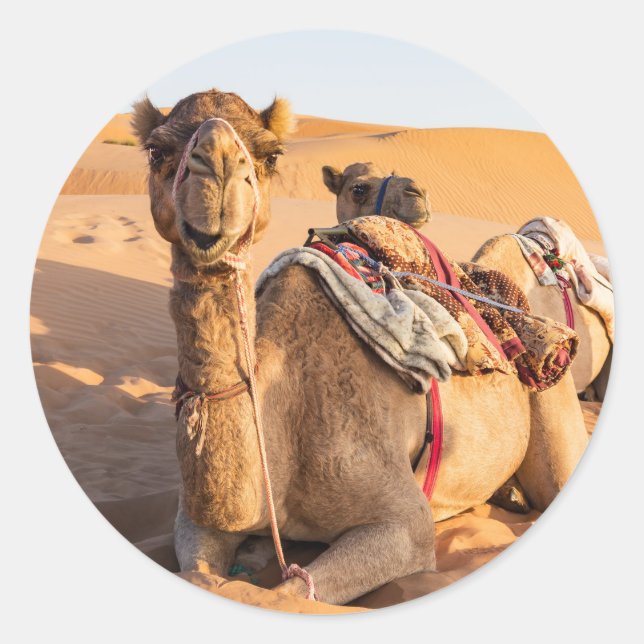 Sticker Rond Chameau dans le désert d'Oman (Devant)