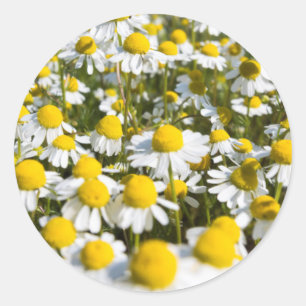 Sticker Rond Chamomile Field