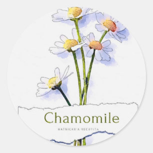 Sticker Rond Chamomille peinture vintage à l'aquarelle