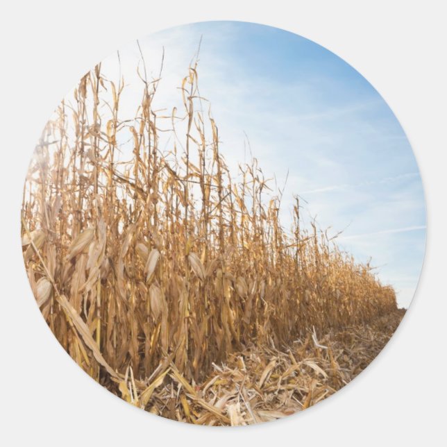 Sticker Rond Champ de maïs en partie moissonné (Devant)