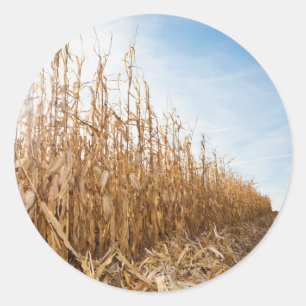 Sticker Rond Champ de maïs en partie moissonné