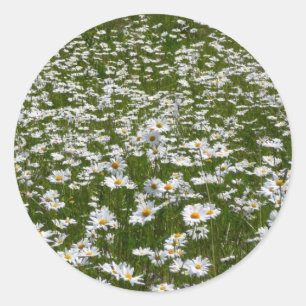 Sticker Rond Champ de marguerites Fleurs sauvages de l'Alaska