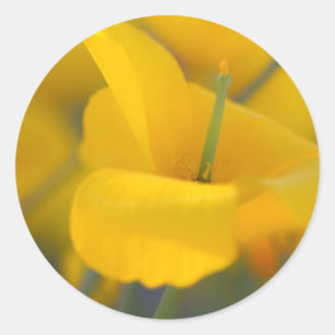 Sticker Rond Champ de pavots en fleurs
